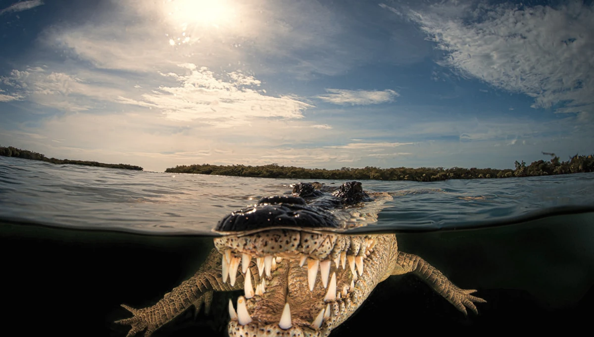 American Crocodille