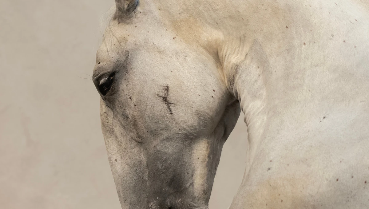 Generalissimus Episoda