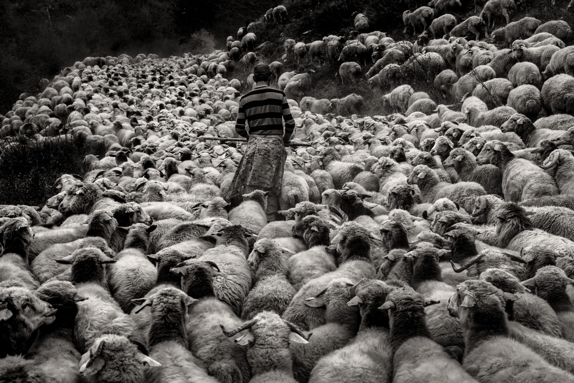 Sheep Drive in Tusheti