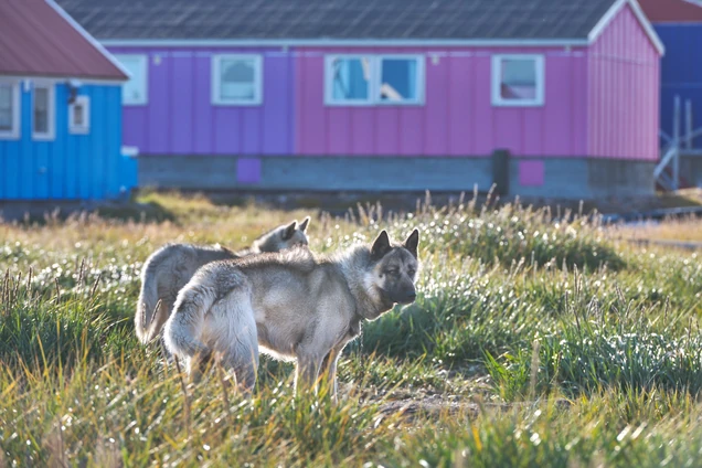 Working Dogs in Summer