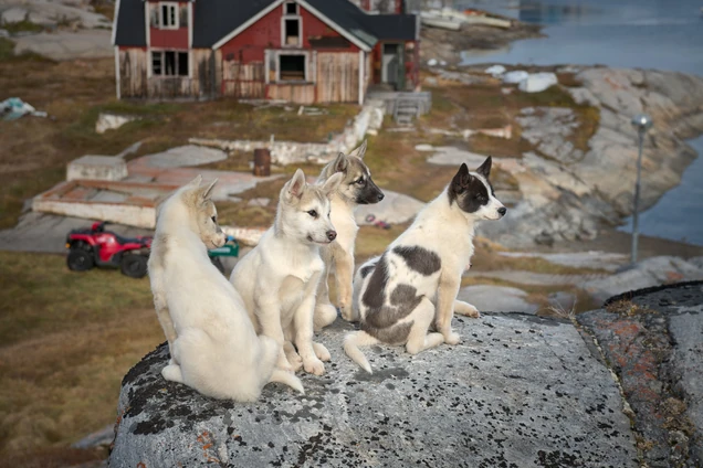 Puppies, Qeqertarsuaq